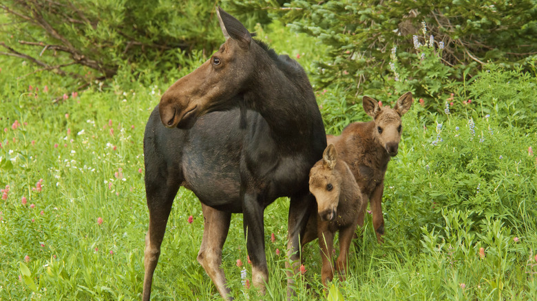 female moose with babies