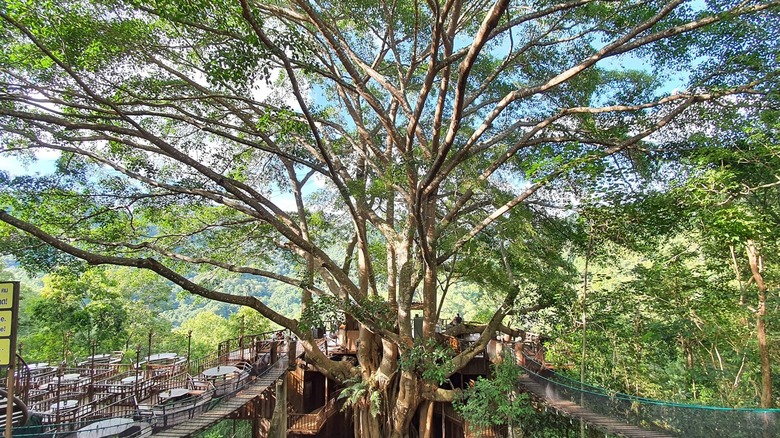 Treehouse cafe with rope bridge