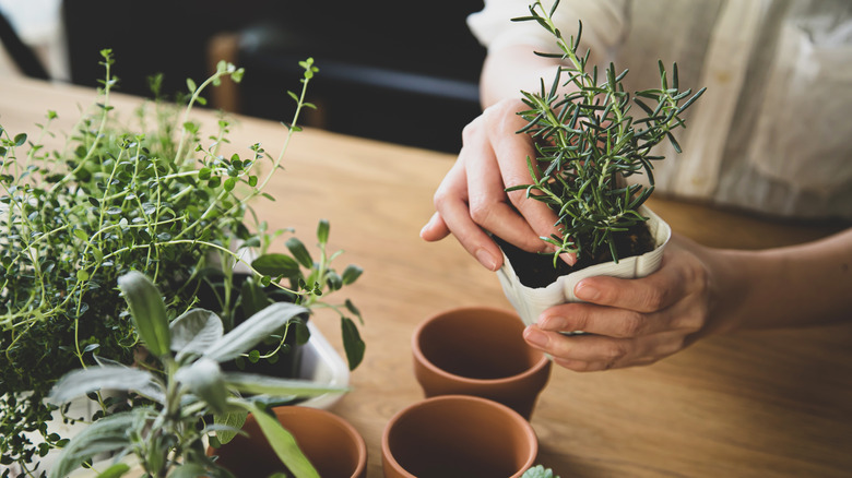 Potting fresh herbs