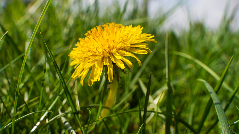 Dandelion flowers