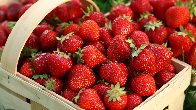 fresh red peak season strawberries 