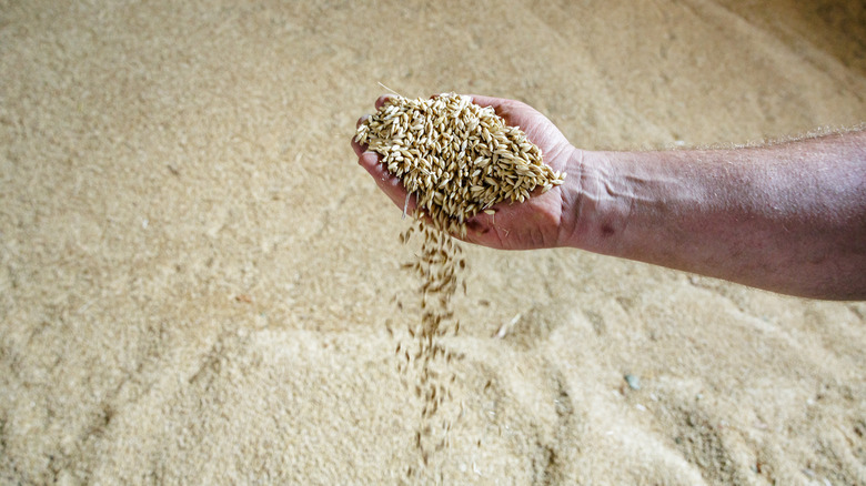 hand holding grains of barley