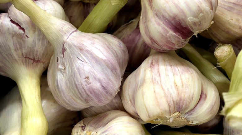 many wet garlic bulbs 