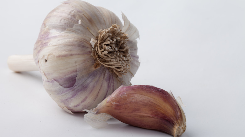 Spanish roja rocambole garlic bulb and clove