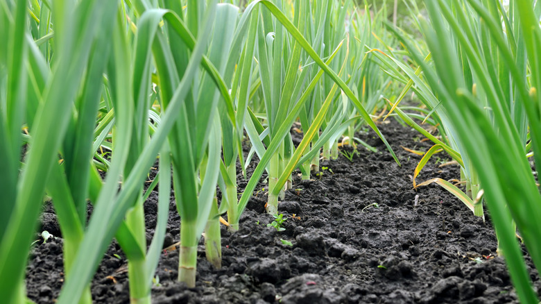 spring garlic plants in soil