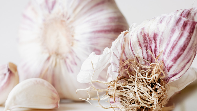 standard purple stripe garlic bulb and cloves