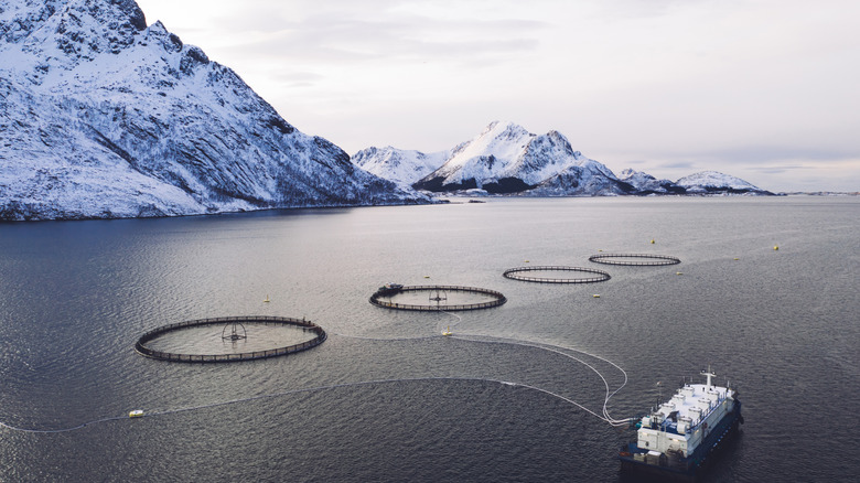 fish farming in Norway