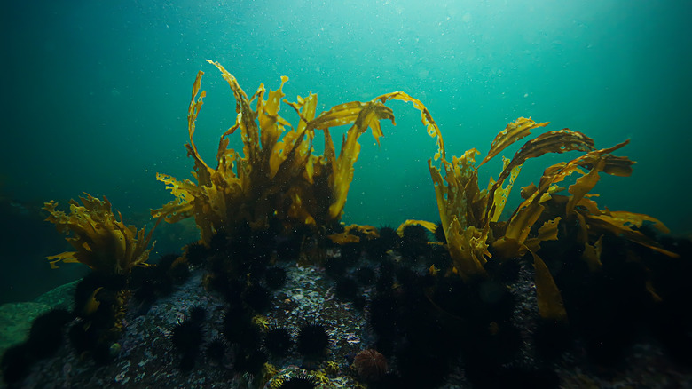 Laminaria kelp forest