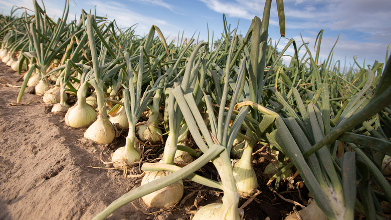 Growing Walla Walla sweet onions 