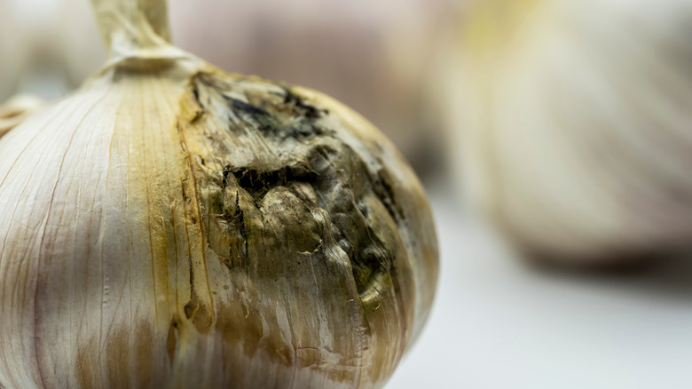 A moldy garlic bulb