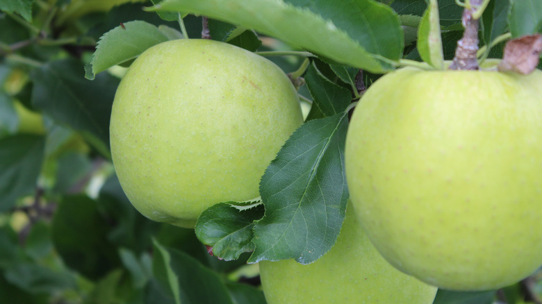 Granny Smith apples on tree