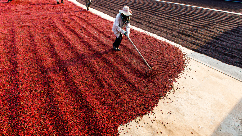 Coffee beans drying in the sun 