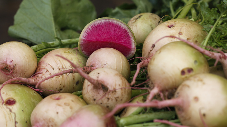 Watermelon radishes from garden