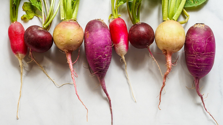 Radish varieties