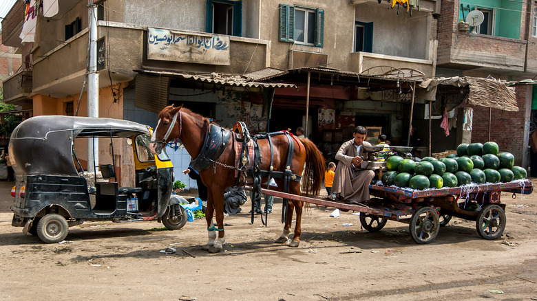 watermelons for sale in Cairo