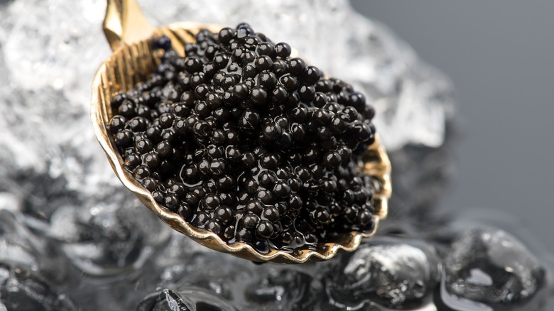 Black caviar in a gold spoon