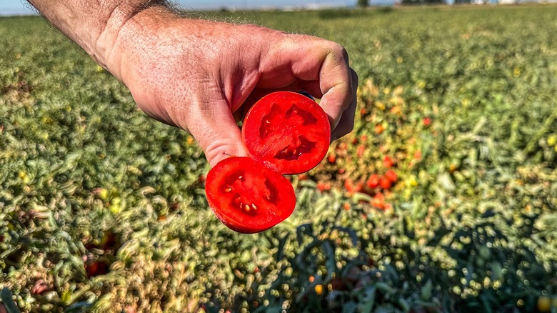 Tomato at Olive Garden farm