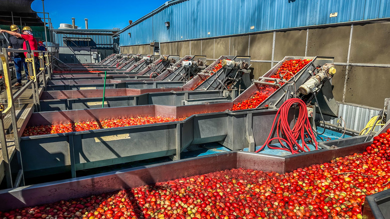 Tomatoes being cleaned at Olive Garden factory