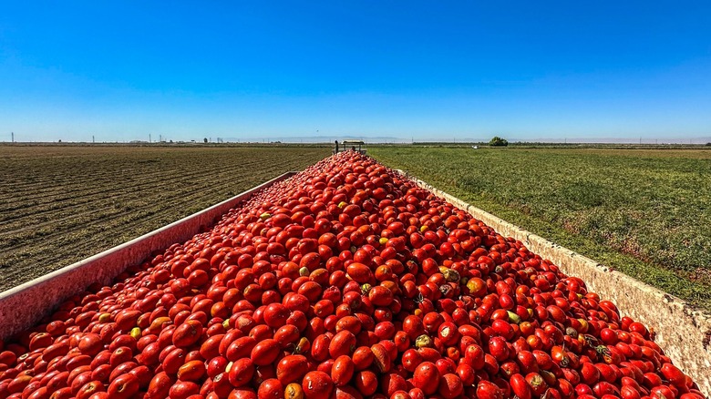 Olive Garden tomato farm in California