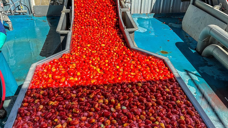 Tomatoes at Olive Garden factory