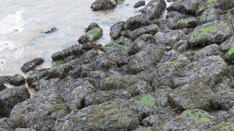 Laver seaweed on rocks