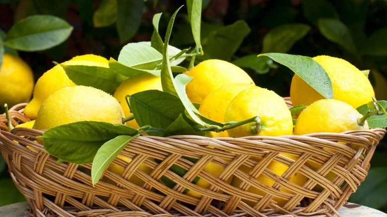 Lemons in a rustic wicker basket