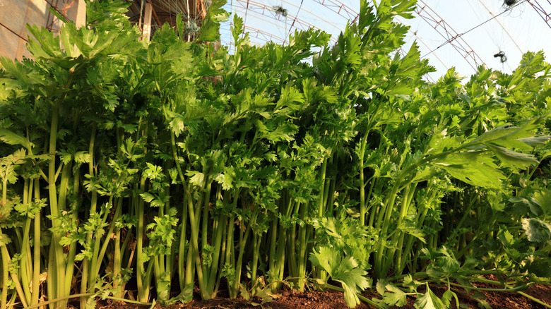 Chinese celery growing