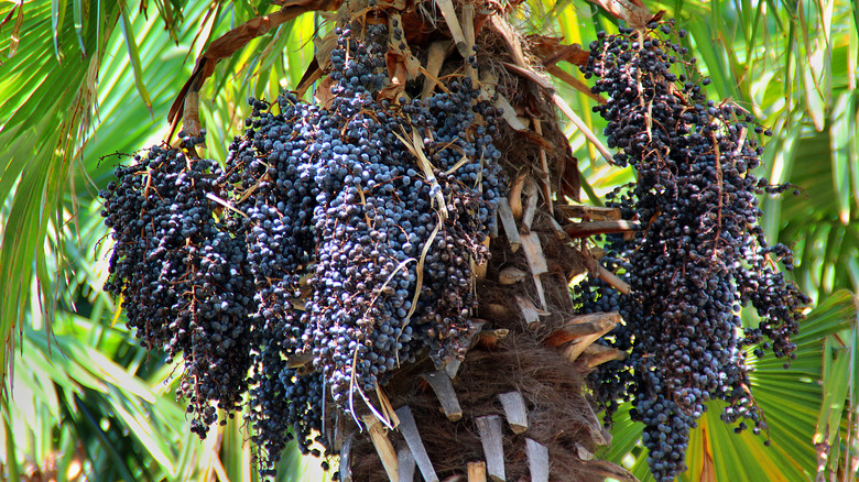 acai fruit in tree