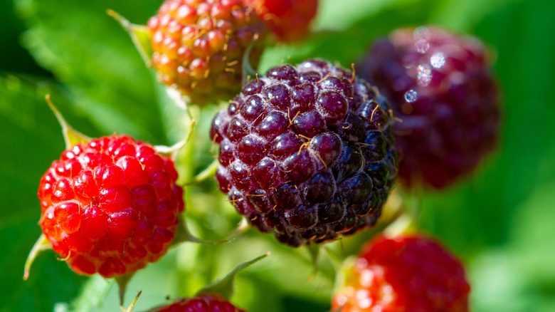 Raspberries growing on a bush