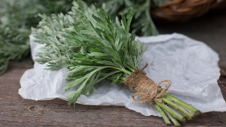 Bunch of leafy wormwood stems