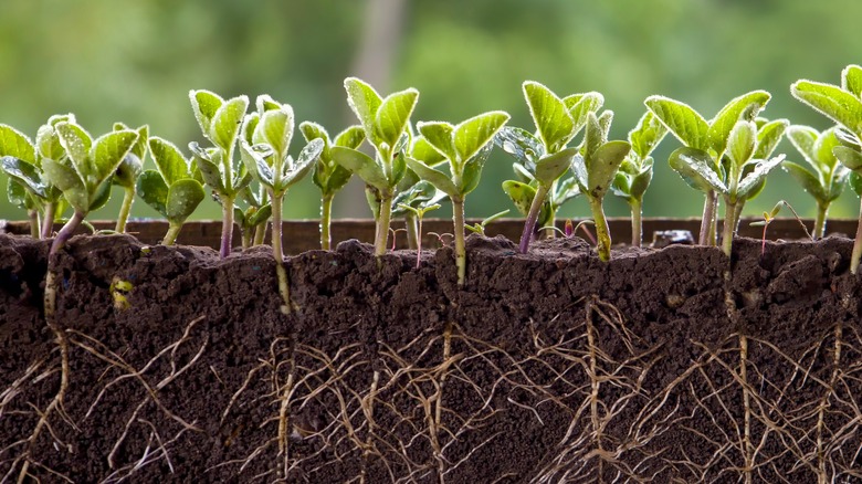 Cross section soil growing sprouts