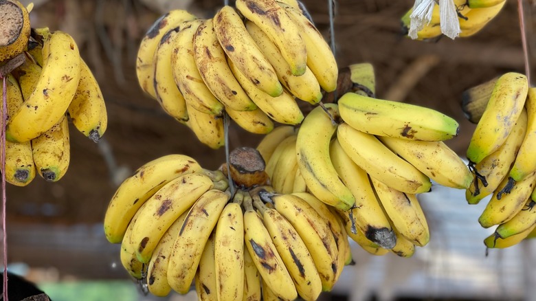 hanging bananas