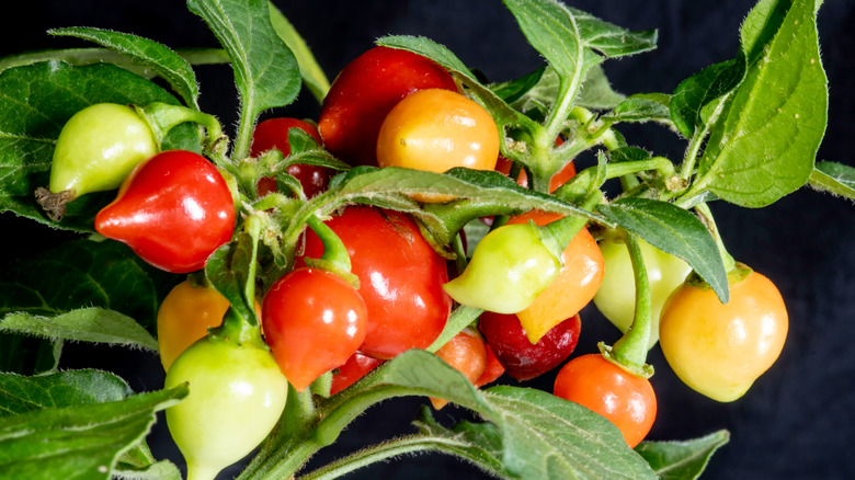 Red and yellow biquinho peppers