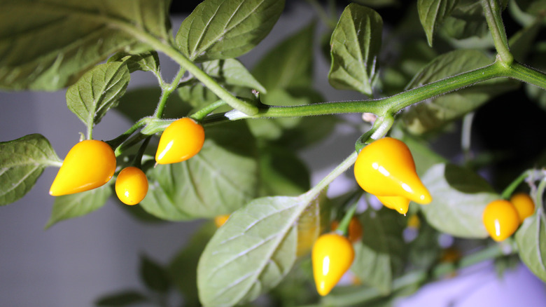 Yellow biquinho peppers