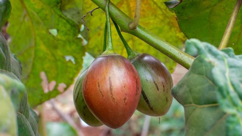 Bolivian tree tomatoes