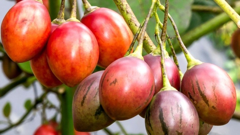 Tree tomatoes on plant