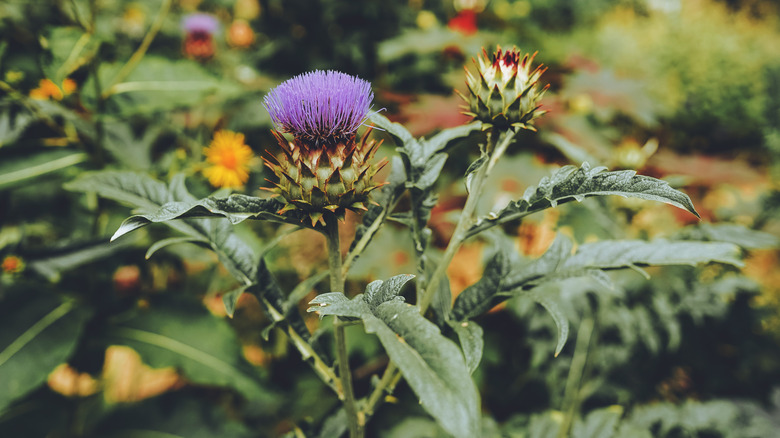 Cardoon plant