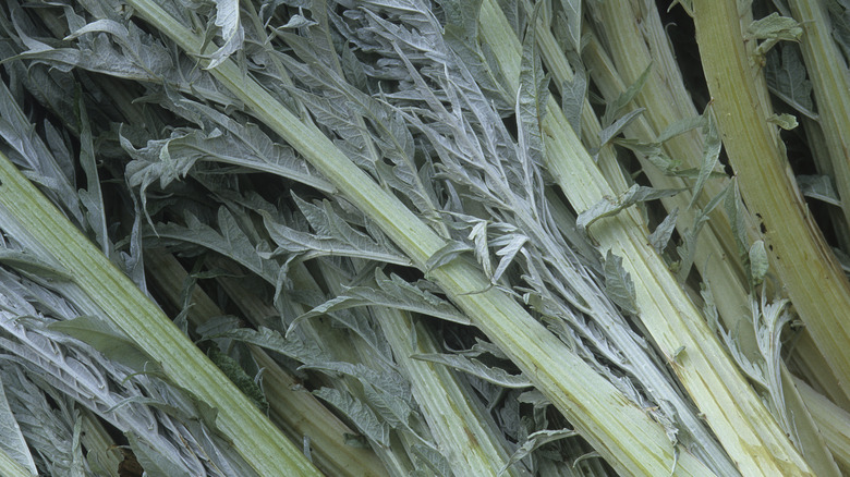 Close-up of cardoon stalks