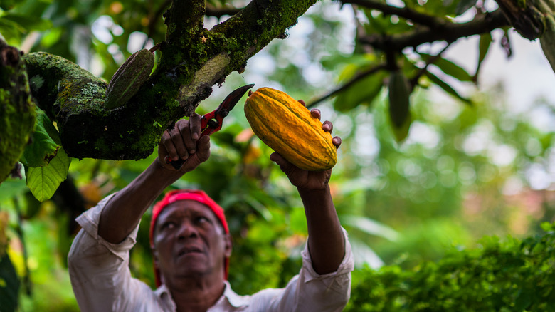 farmer picking cocoa fruit