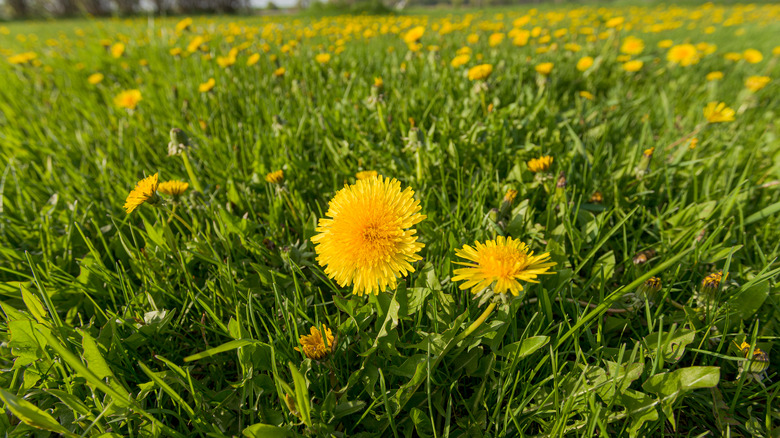 field of yellow dandelion flowers 