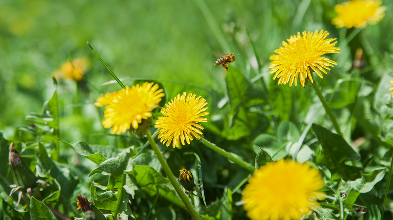 bee flying near dandelion flowers 