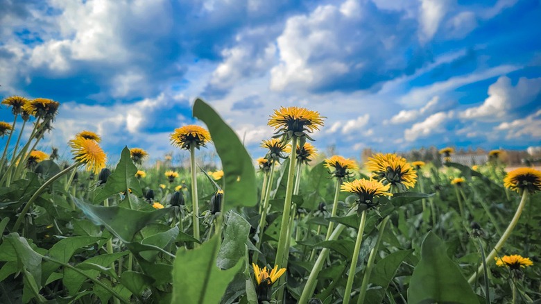 dandelions growing under blue sky