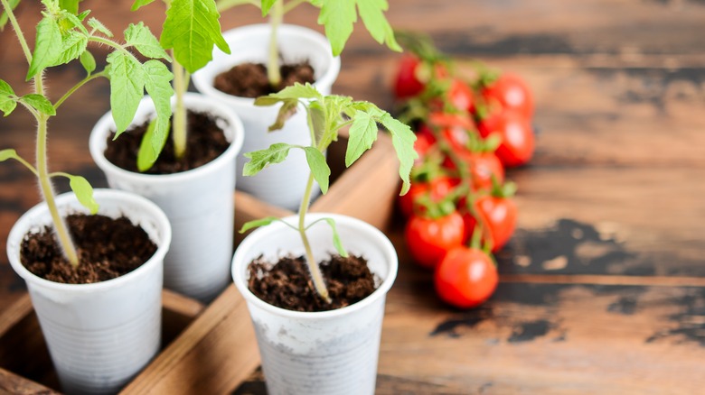 tomato starter plants