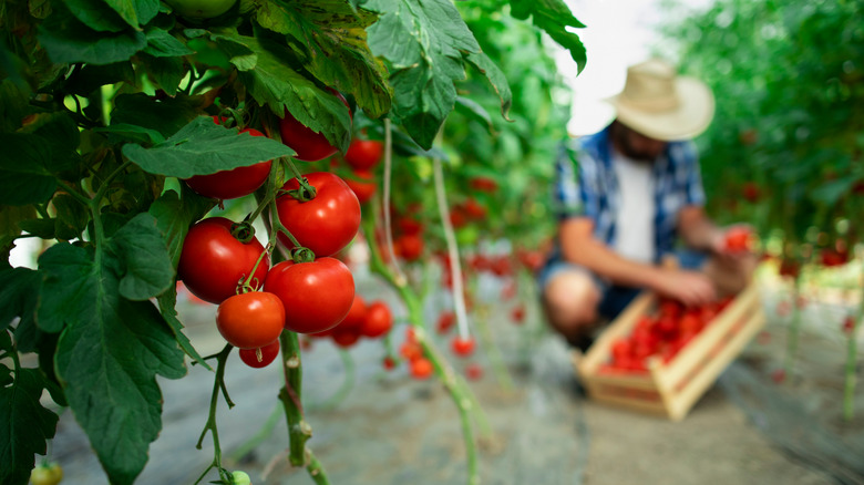 gardener picking tomatoes