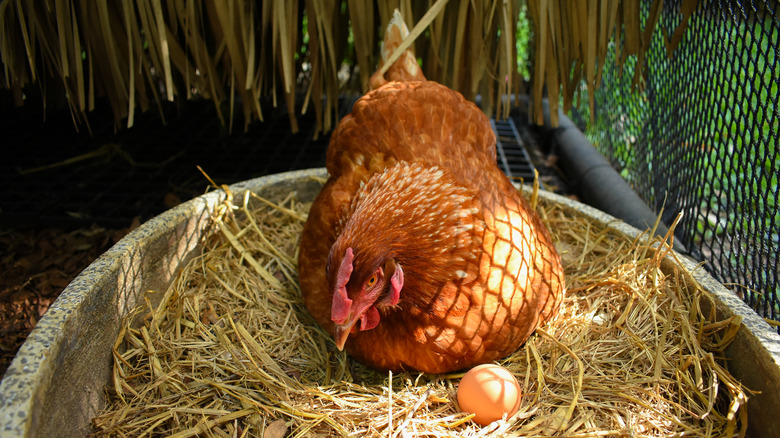 Hen laying egg