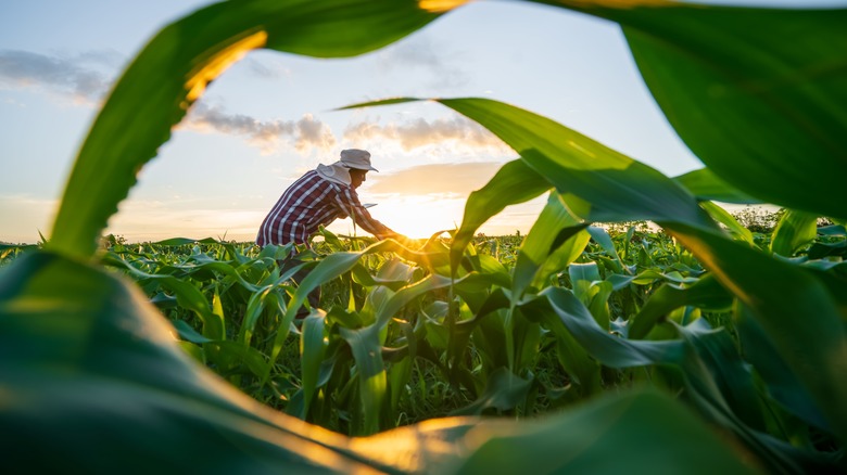 Farmer in corn field 