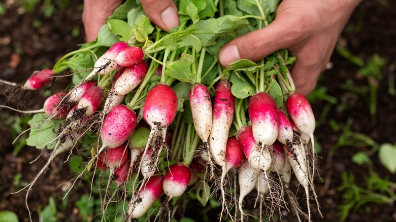 Hands harvesting radishes