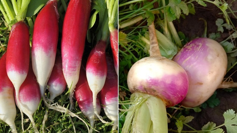 Breakfast radishes and turnips side by side