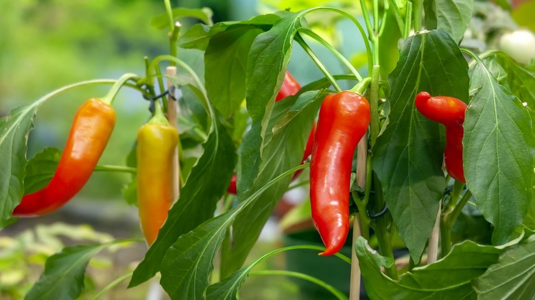 pepper plant