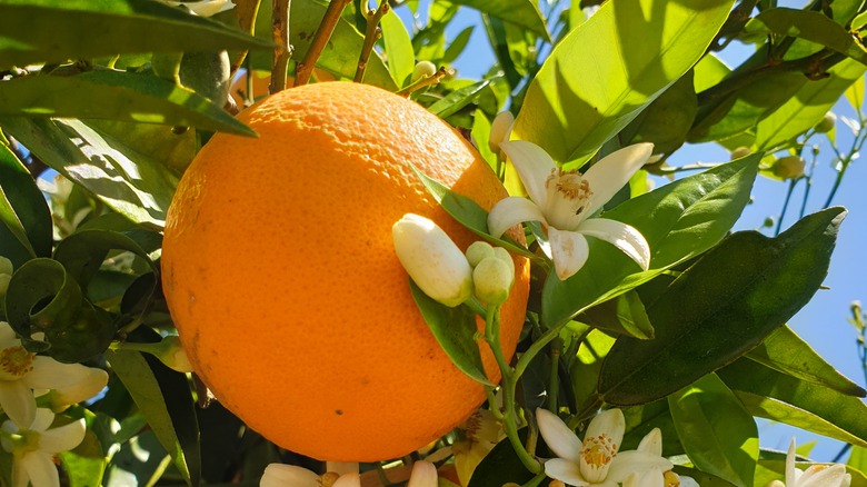 Valencia orange on tree